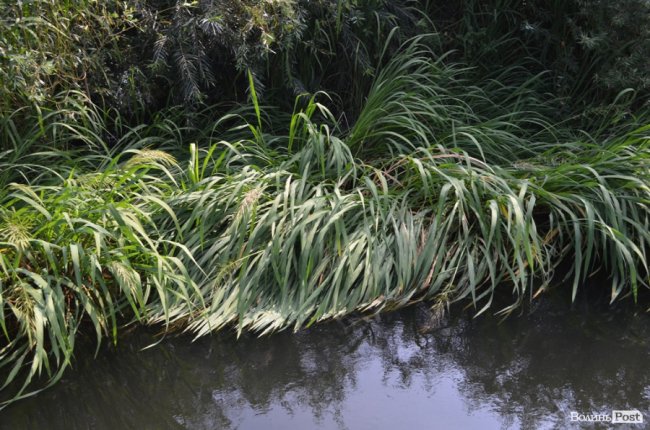 Стир судноплавний, або Подорож луцькою Амазонкою. ФОТО