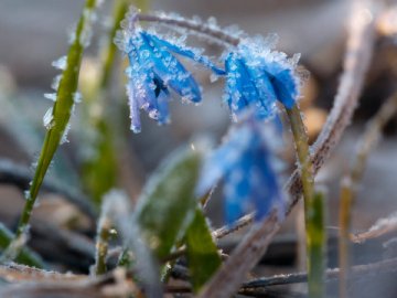 Волинян попереджають про  нічні заморозки