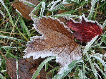 У найближчі дві доби в Україні очікуються нічні заморозки