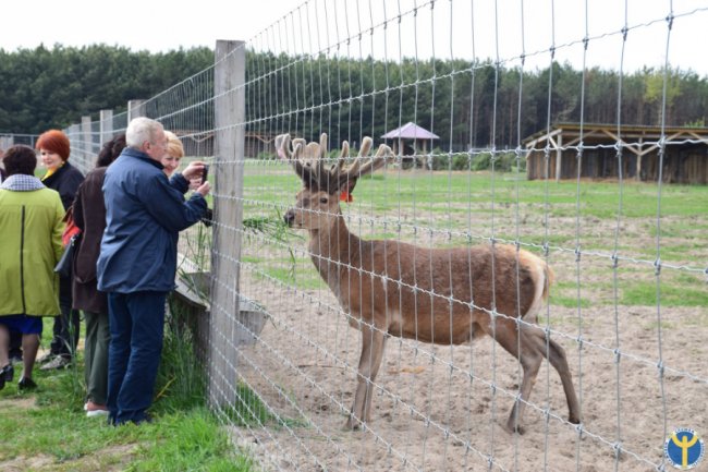 Як на Волині розводять оленів. ФОТО