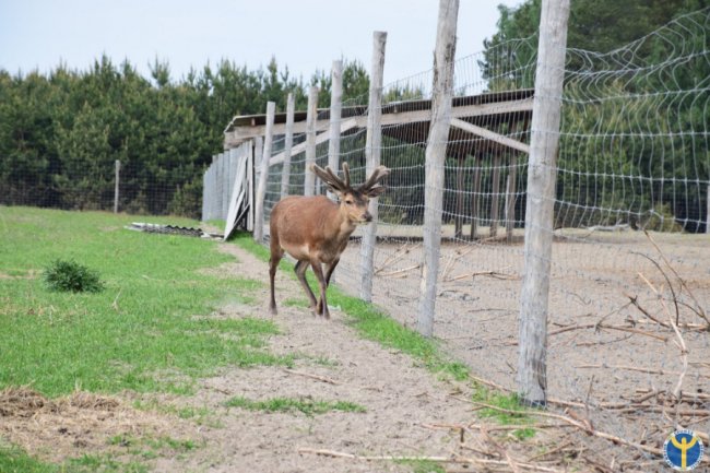 Як на Волині розводять оленів. ФОТО