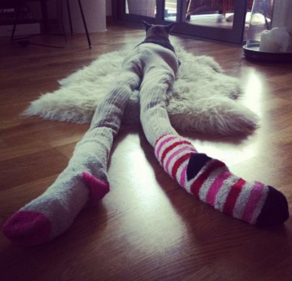 Нове інтернет-захоплення: фотографують котів у колготках. ФОТО