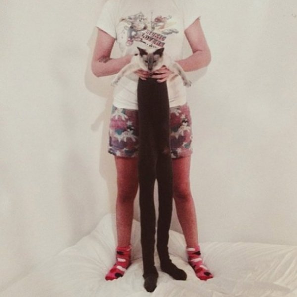 Нове інтернет-захоплення: фотографують котів у колготках. ФОТО