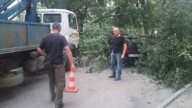 У Луцьку дерево впало на автівку. ФОТО