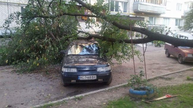 У Луцьку дерево впало на автівку. ФОТО