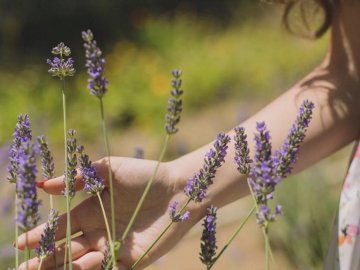  «Волинська Голландія» відкриє лавандове поле