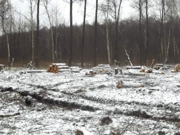 У Маневицькому районі виявили крадія лісу
