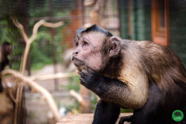 У Луцькому зоопарку - поповнення
