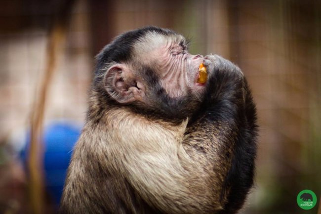У Луцькому зоопарку - поповнення
