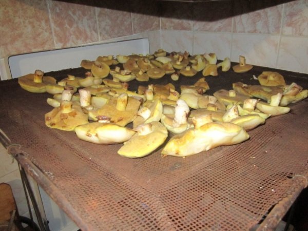 Грибник із Волині заробляє по 12 тисяч в сезон. ФОТО