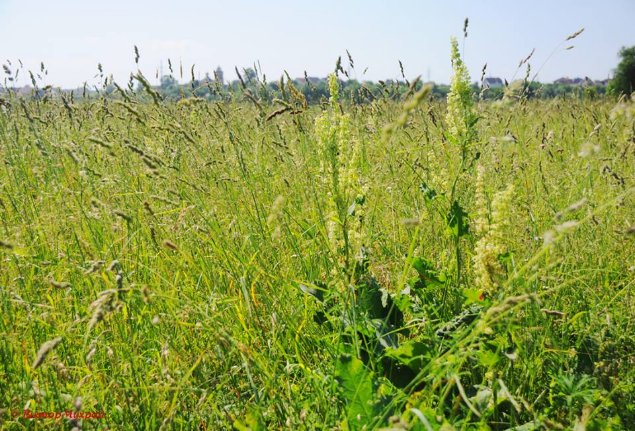Волинський фотограф зафіксував покоси на Гнідавському лужку