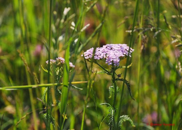 Волинський фотограф зафіксував покоси на Гнідавському лужку
