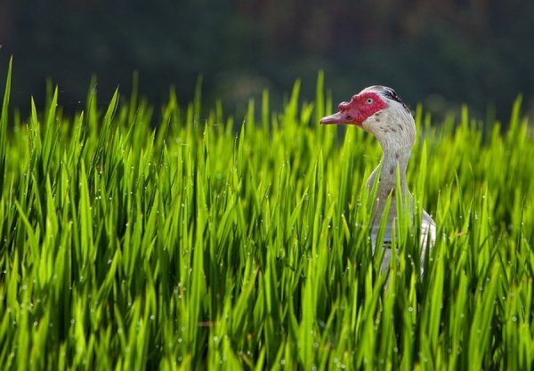Мальована качка