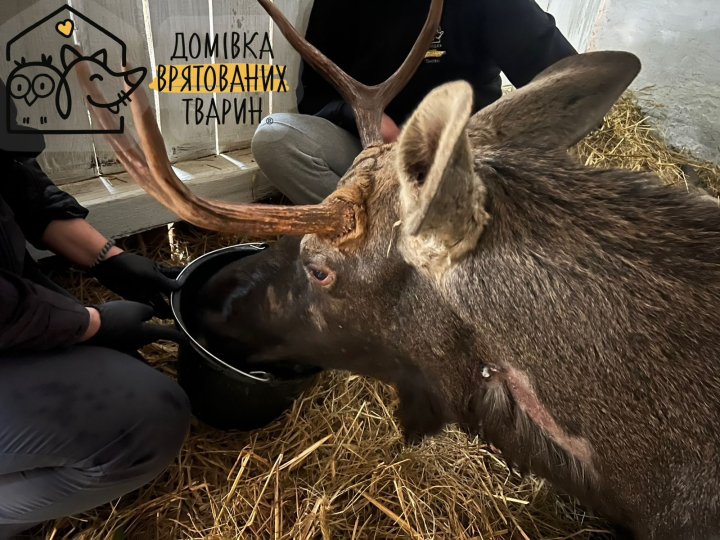 На Рівненщині знайшли виснаженого червонокнижного лося, який застряг у болоті