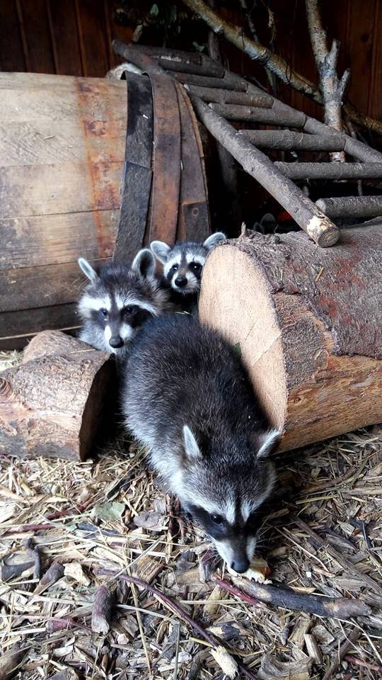 Маленьких єнотиків у Луцькому зоопарку виховує чужа мама