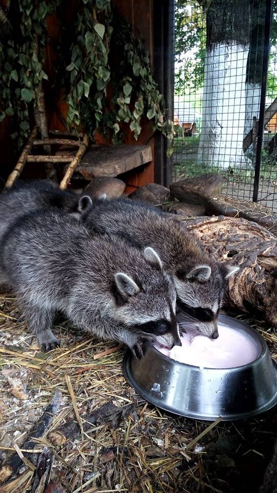 Маленьких єнотиків у Луцькому зоопарку виховує чужа мама
