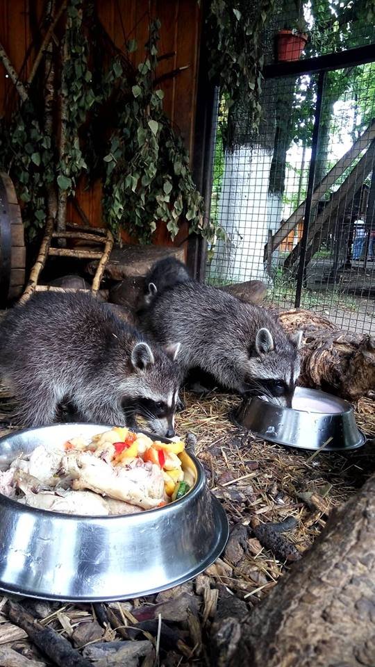 Маленьких єнотиків у Луцькому зоопарку виховує чужа мама