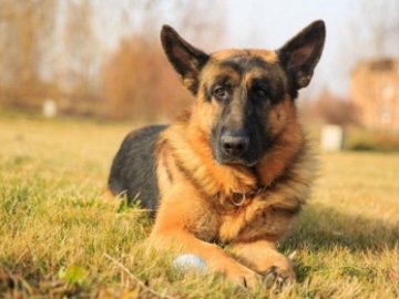 Замкнув на балконі: лучанин знущається із пса. ВІДЕО