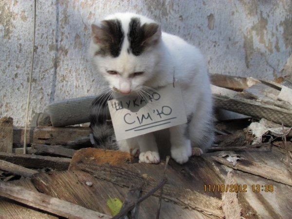 Команда Чайка