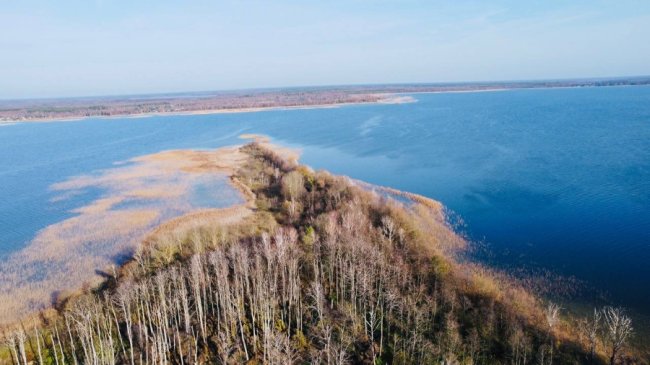 Болота біля Шацьких озер перетворюються на ліс, науковці хочуть втручатися. ФОТО