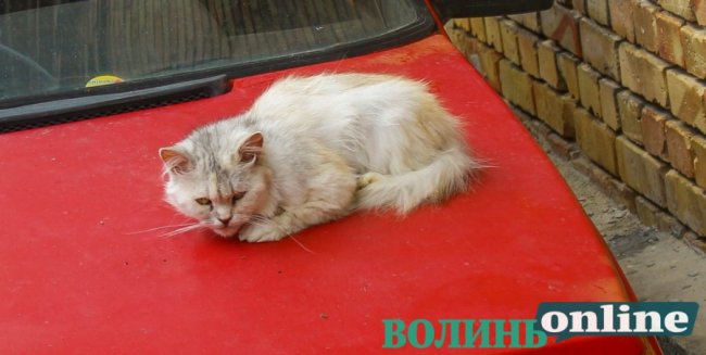 Коти на луцьких вулицях. ФОТО
