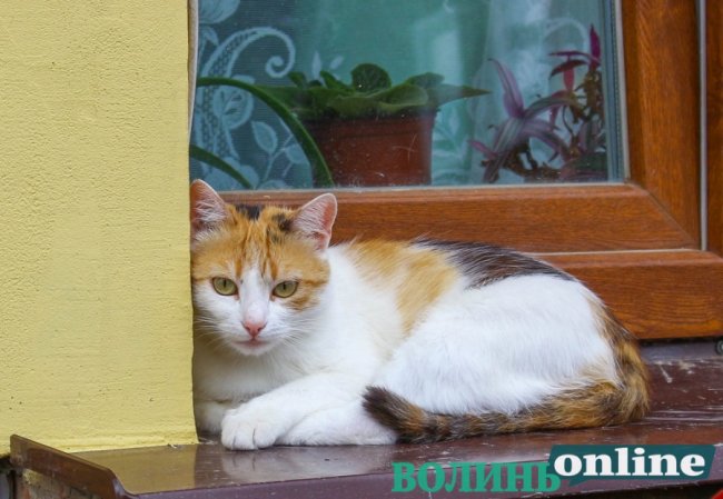 Коти на луцьких вулицях. ФОТО