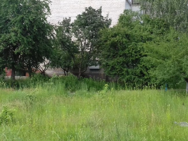 «Суцільний чагарник», – волинянка про своє місто. ФОТО