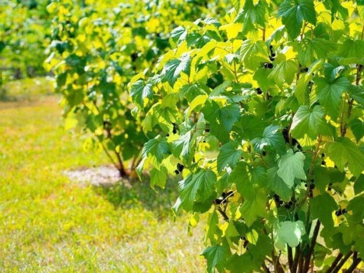 Як і коли обрізати кущі смородини, щоб наступного року отримати рясний урожай великих ягід