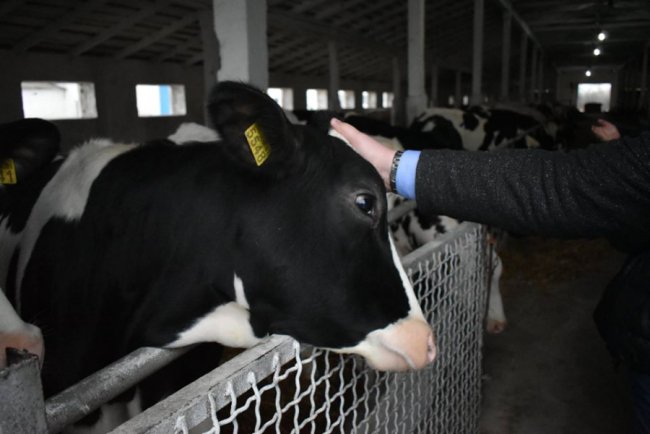 У селі на Волині збудували молочний комплекс за європейськими технологіями. ФОТО