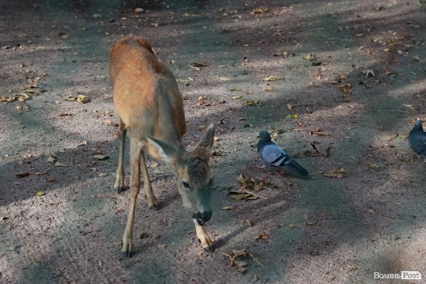 У Луцьку відкрили оновлений зоопарк. ФОТО 