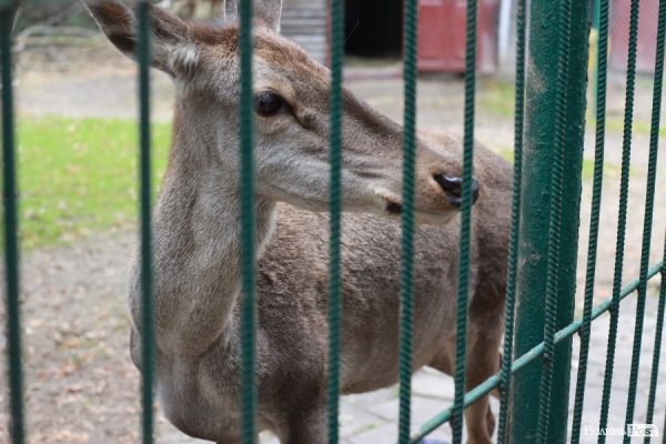 У Луцьку відкрили оновлений зоопарк. ФОТО 