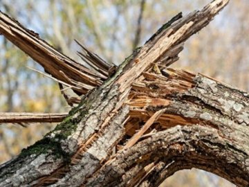 Звалене негодою дерево блокувало рух на луцькій вулиці