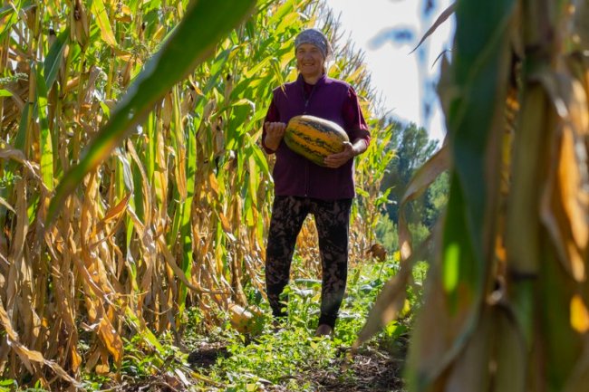 Як на Волині заробляють на гарбузах. ВІДЕО