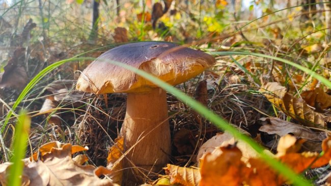 Волинянин поділився світлинами вдалого грибного «улову». ФОТО