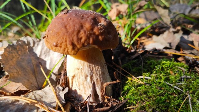 Волинянин поділився світлинами вдалого грибного «улову». ФОТО