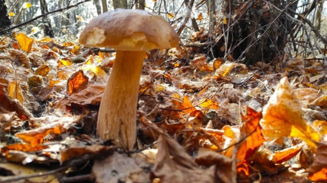 Волинянин поділився світлинами вдалого грибного «улову». ФОТО