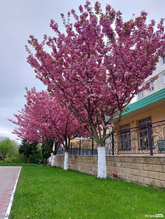 Де лучанам помилуватися сакурами та зробити неймовірні фото. ЛОКАЦІЇ