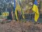 У Ківерцях зловмисники вкрали 13 прапорів на Меморіалі Слави та у сквері Героїв Євромайдану