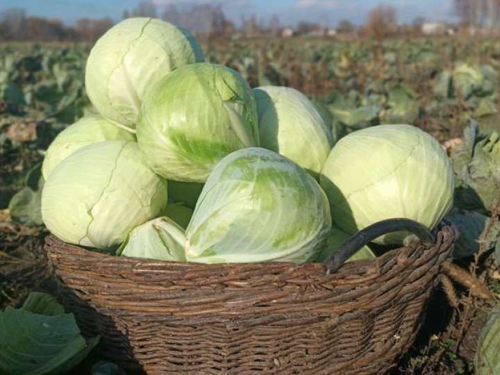 Поки волинянин на війні, батьки втілюють його мрію