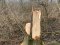 Затримали волинянина, який незаконно зрубав 16 дерев