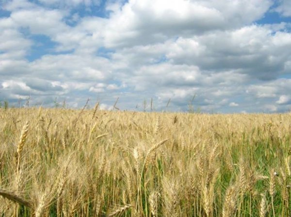 Золоте колосся Волині с. Полонка, Луцький р-н 24 липня 2012 р. Автор Ксенія Ємельянова 