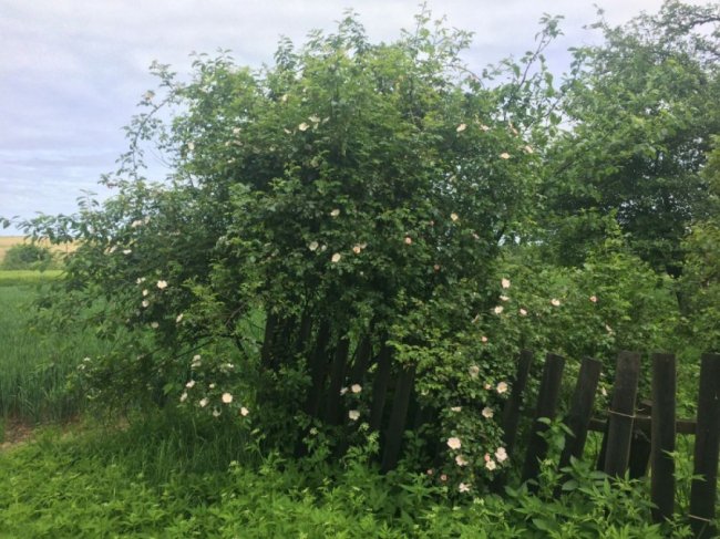 Колись людне село на Волині перетворилось на хутір, де проживає лише дві людини. ФОТО