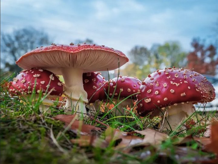 Мікродозинг мухоморами: детальний огляд практики