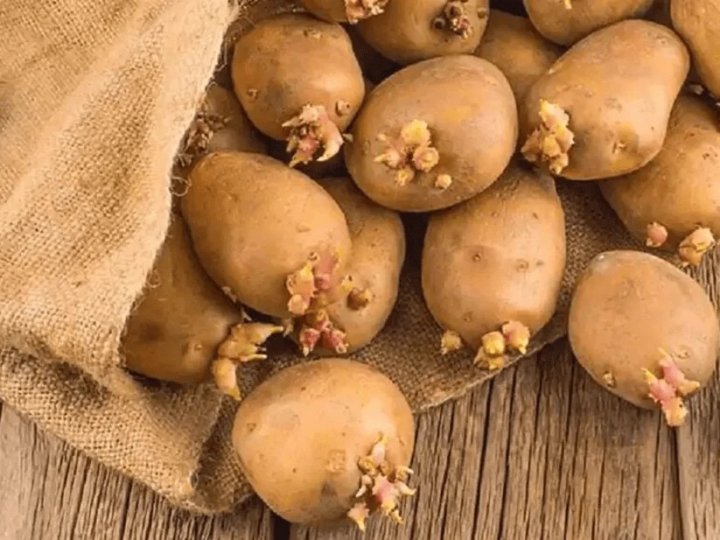 Якщо починає проростати картопля в погребі чи підвалі: що робити, щоб добре лежала до весни