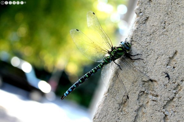 Фотовиставка Олександри Містюк