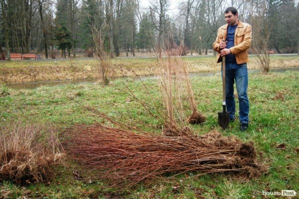 У Центральному парку Луцька чиновники і молодь садили дерева