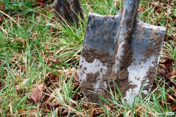 У Центральному парку Луцька чиновники і молодь садили дерева