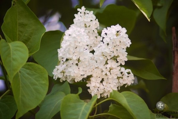 Першотравневий Луцьк. ФОТО