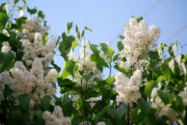 Першотравневий Луцьк. ФОТО