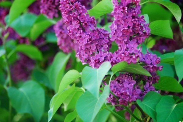 Першотравневий Луцьк. ФОТО